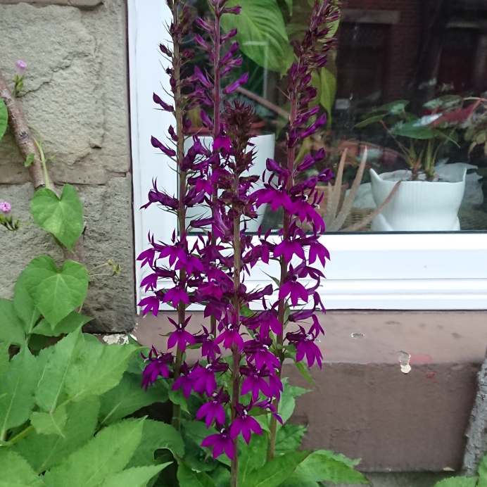 plant image 1369172 plant image 1369172