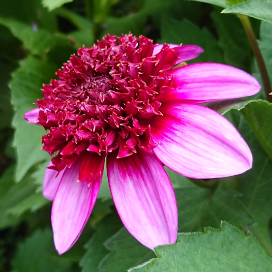 Plant image Dahlia