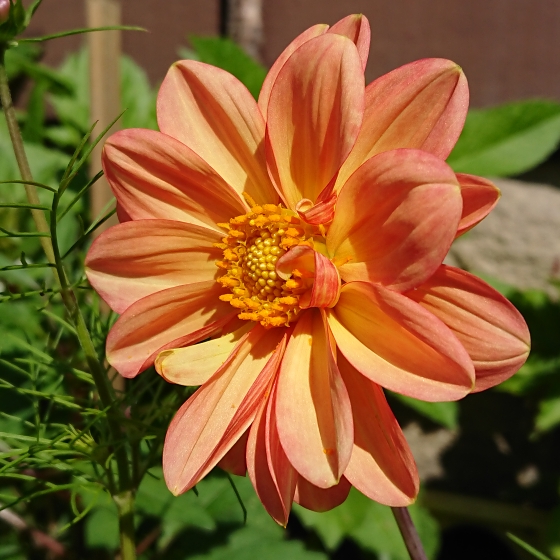 plant image 1371286 plant image 1371286