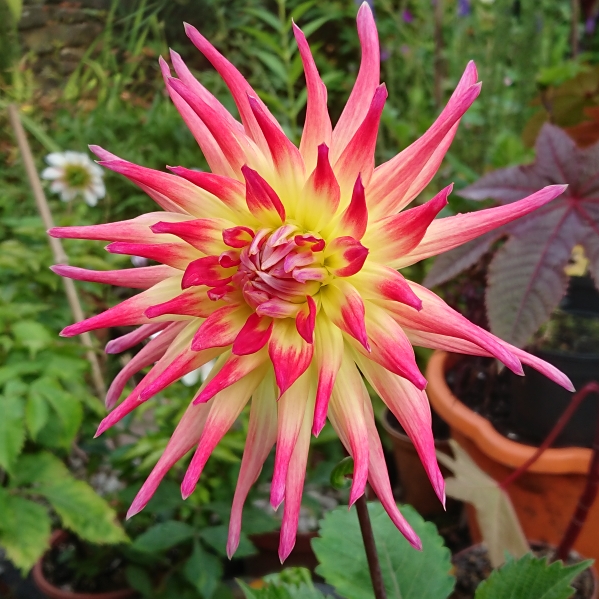 plant image 1372609 plant image 1372609