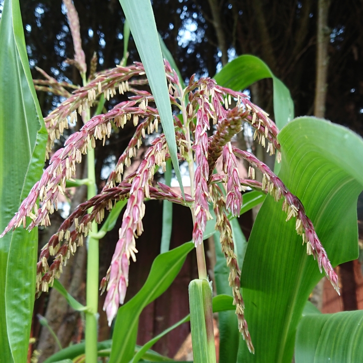 plant image 1372614 plant image 1372614