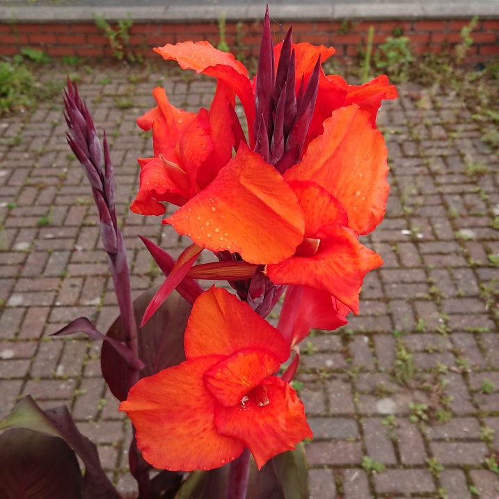 plant image 1372750 plant image 1372750