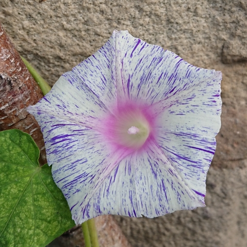 plant image 1373110 plant image 1373110