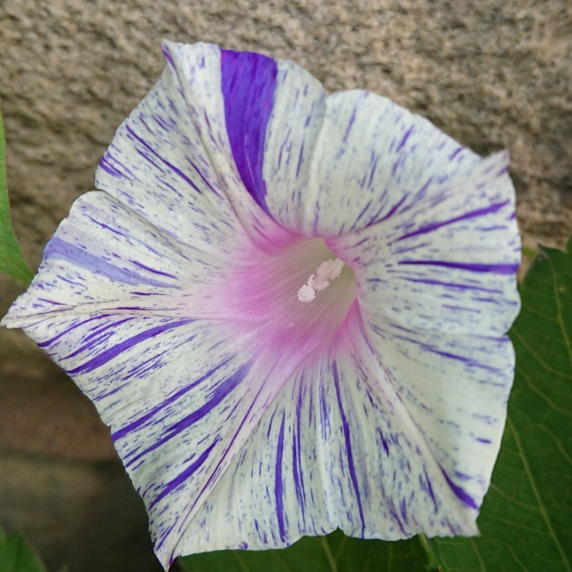 plant image 1373112 plant image 1373112