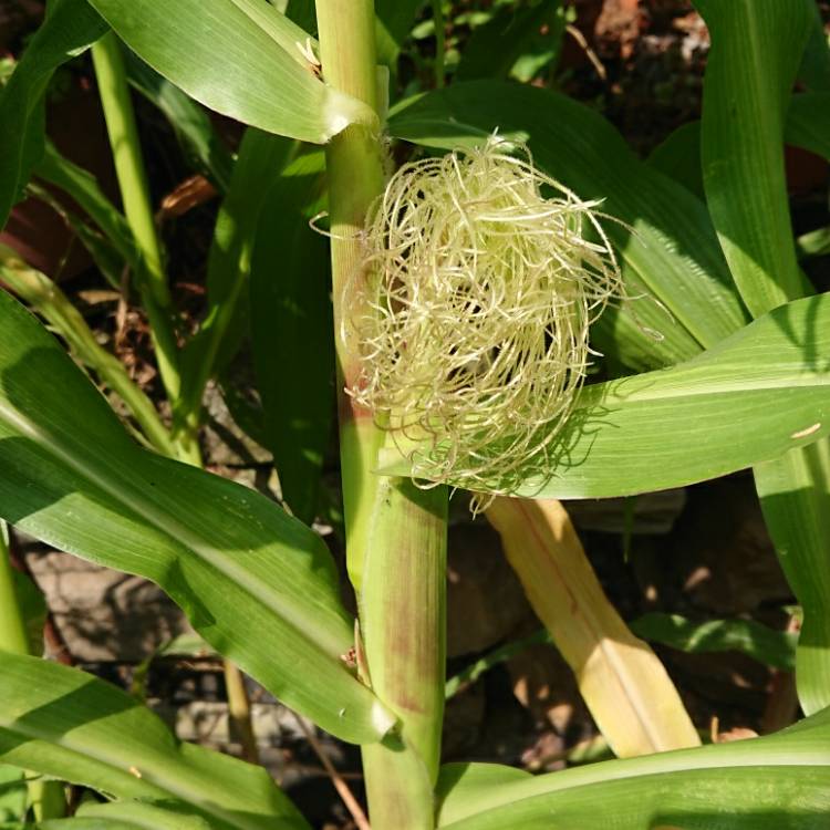 plant image 1373781 plant image 1373781