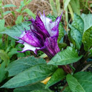Datura metel 'Double Blackcurrant Swirl'