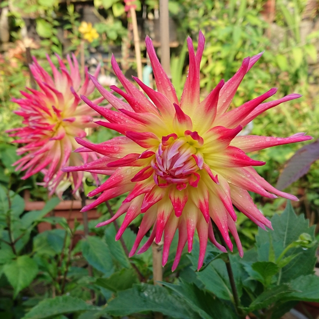 Dahlia 'Electric Flash', Dahlia 'Electric Flash' (Semi-cactus ...