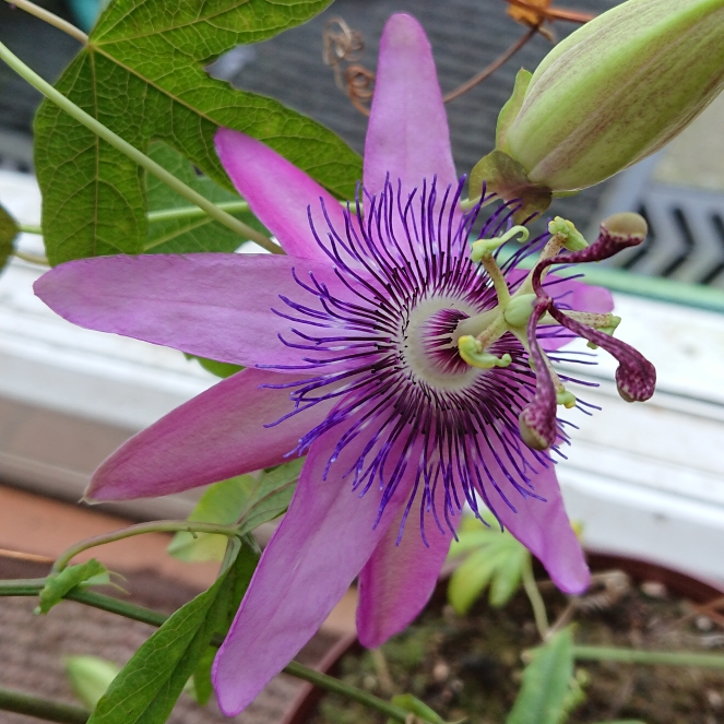 plant image 1374776 plant image 1374776