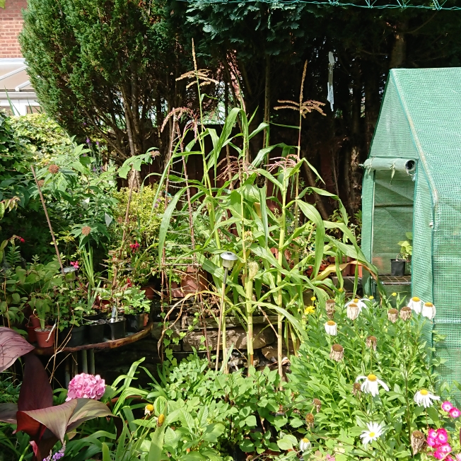 plant image 1376662 plant image 1376662