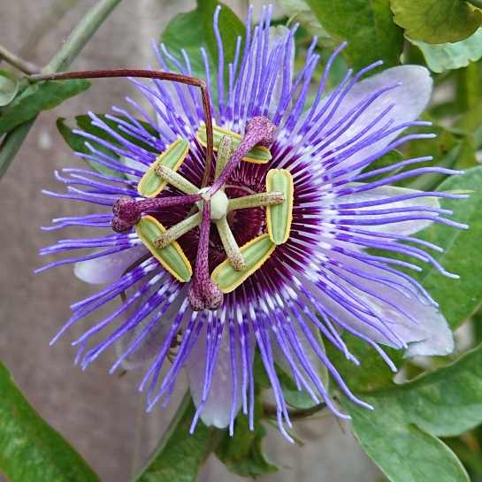 plant image 1377694