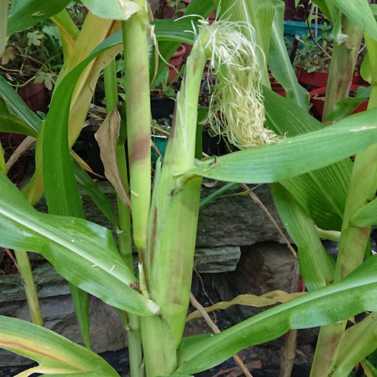 plant image 1377989 plant image 1377989