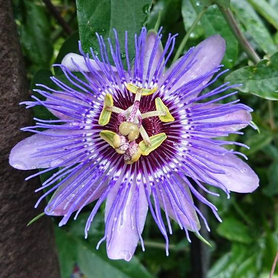 plant image 1379212
