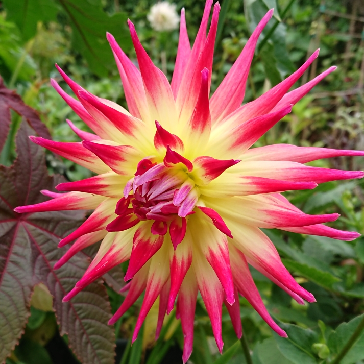 Dahlia 'Electric Flash', Dahlia 'Electric Flash' (Semi-cactus ...