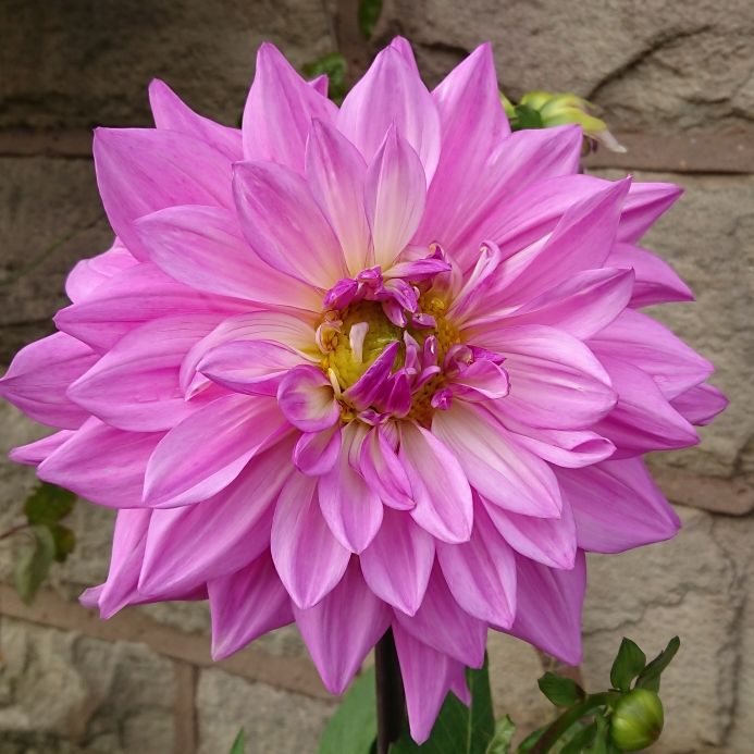 plant image 1387596 plant image 1387596