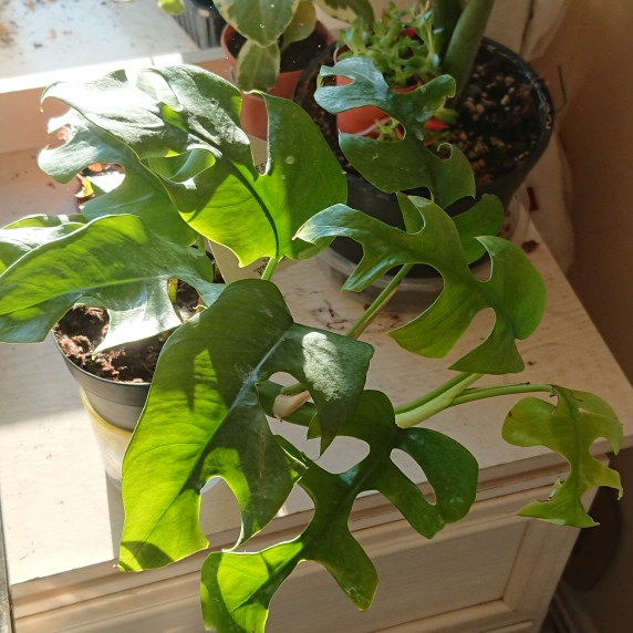 Plant image Monstera deliciosa 'Piccolo'