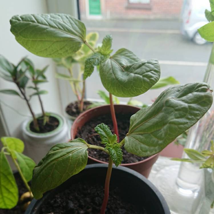 plant image 1474090 plant image 1474090