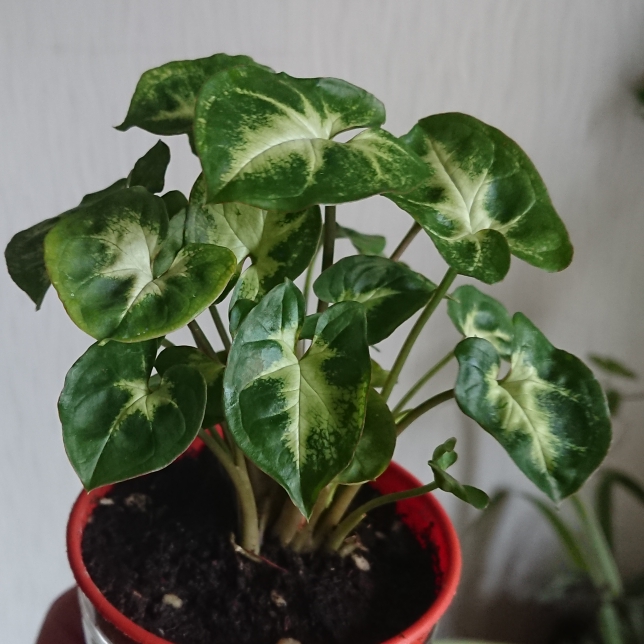 Plant image Syngonium 'Pixie'