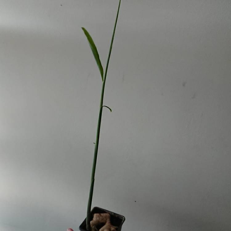 plant image 1483680 plant image 1483680