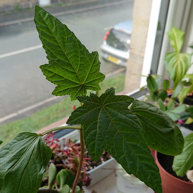 plant image 1483682 plant image 1483682