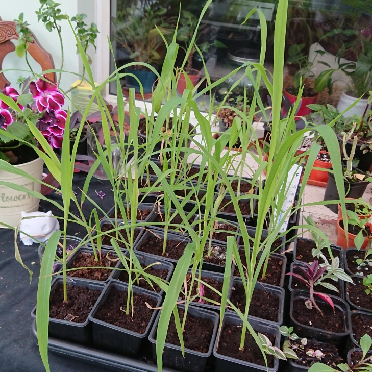 plant image 1483685 plant image 1483685
