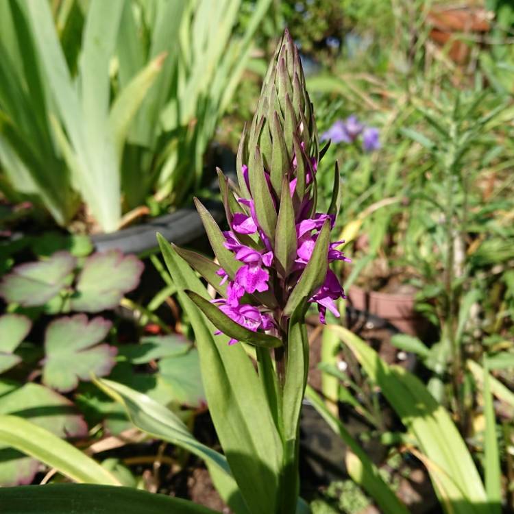 Plant image Dactylorhiza x grandis