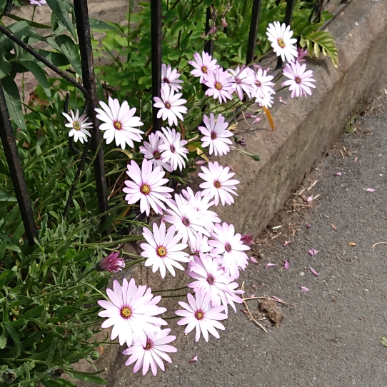 plant image 1491453 plant image 1491453