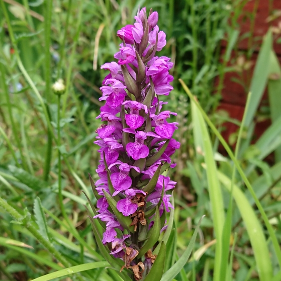 Plant image Dactylorhiza x grandis