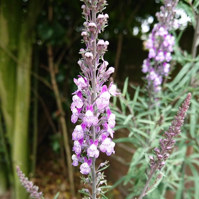 Plant image Linaria purpurea 'Canon Went'