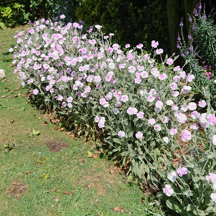 plant image 1502787