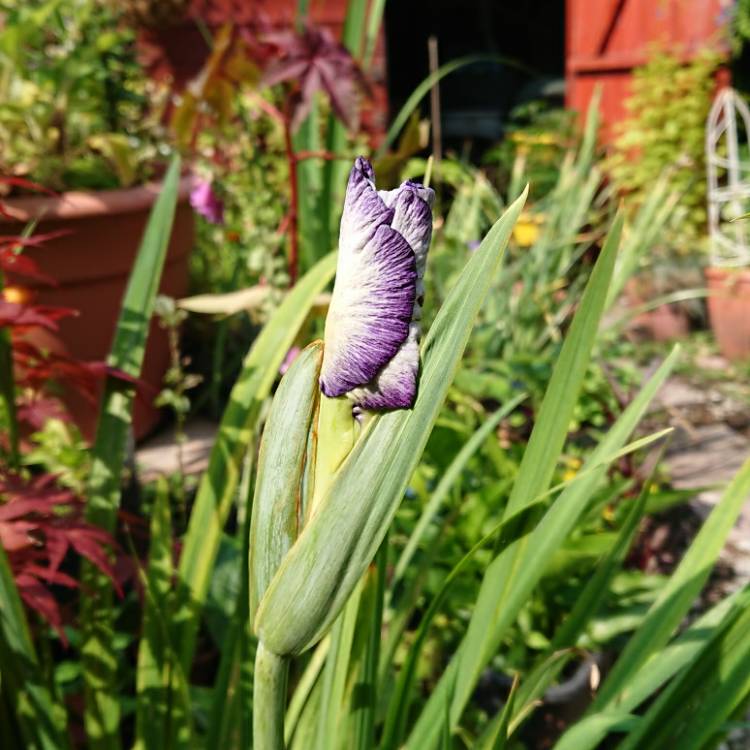 plant image 1512700 plant image 1512700