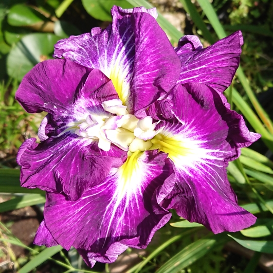 plant image 1513074 plant image 1513074