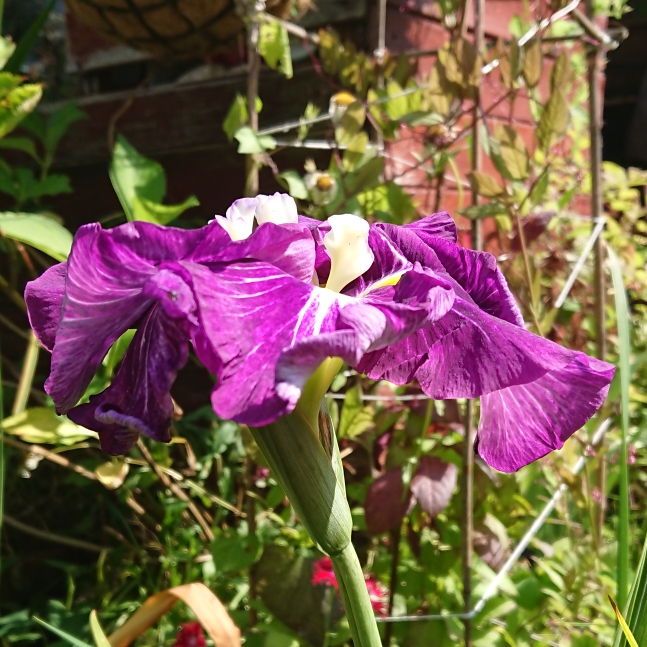 plant image 1513075 plant image 1513075