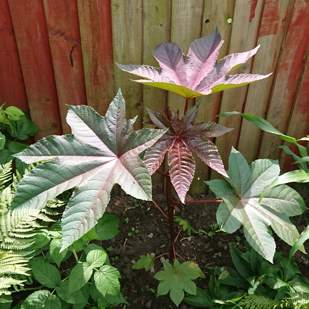 plant image 1513869 plant image 1513869