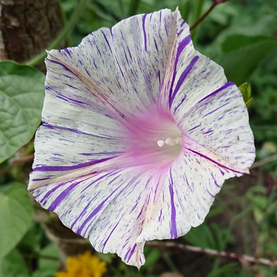 plant image 1514303 plant image 1514303