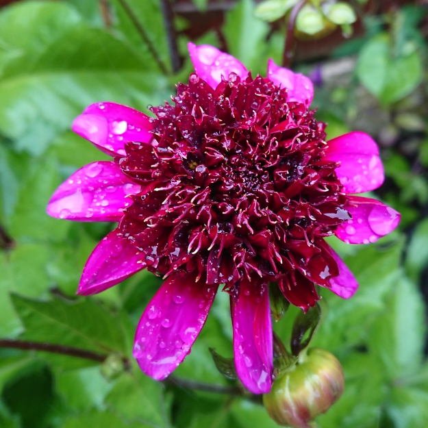 plant image 1515950