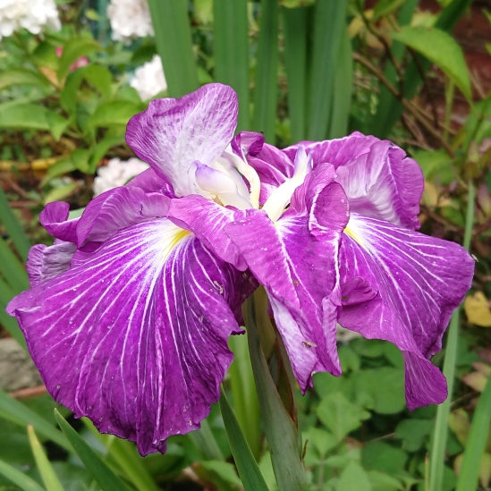 plant image 1517574 plant image 1517574