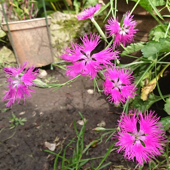 plant image 1517576 plant image 1517576