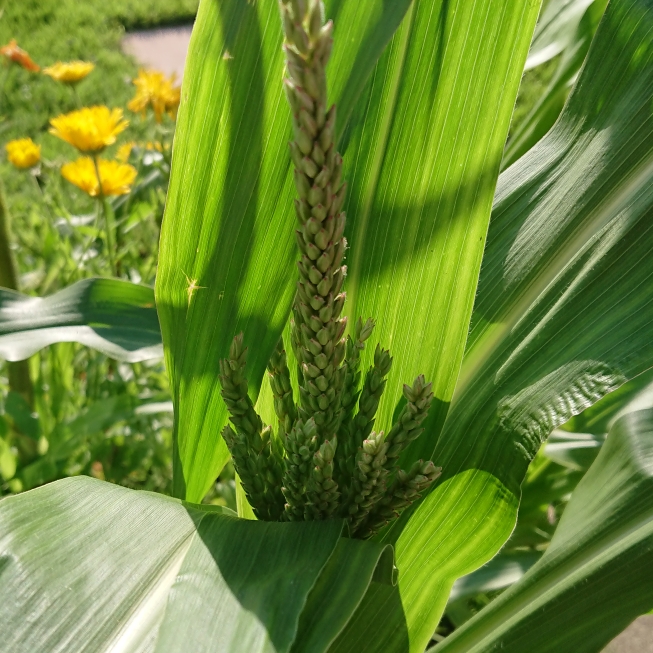 plant image 1520738 plant image 1520738