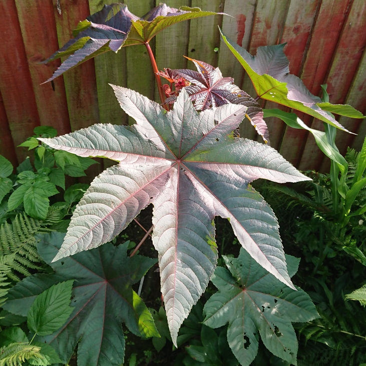 plant image 1520742 plant image 1520742