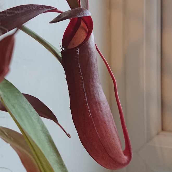 plant image 1523239