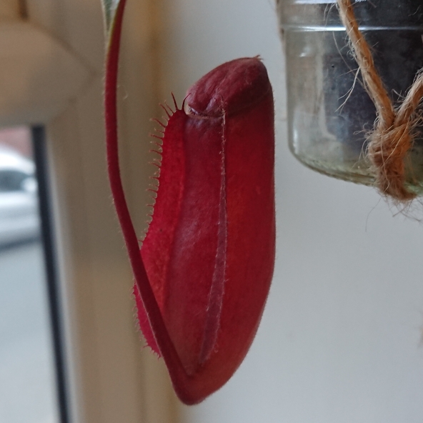 plant image 1523240