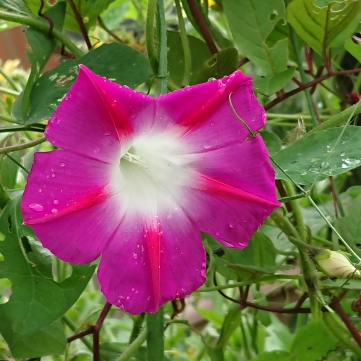 plant image 1524358