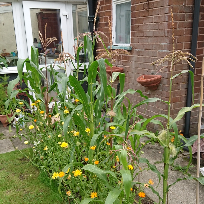 plant image 1526954 plant image 1526954