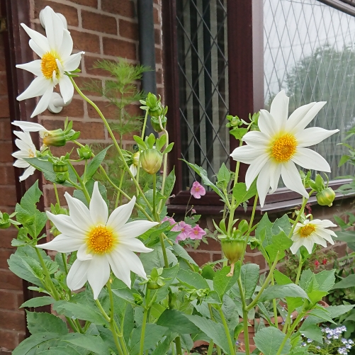 plant image 1528261 plant image 1528261