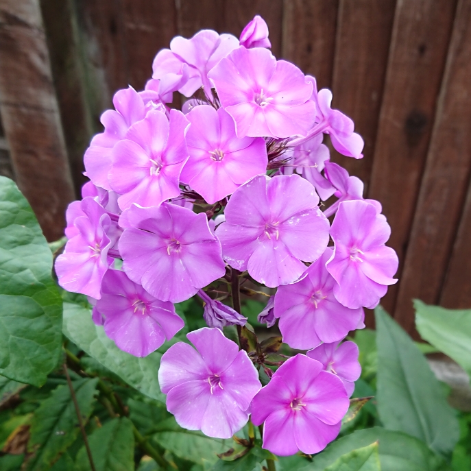 plant image 1528266