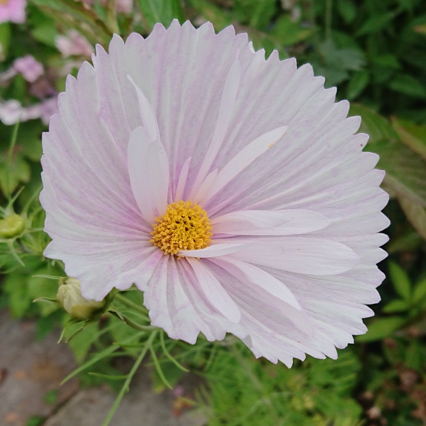 plant image 1529050 plant image 1529050