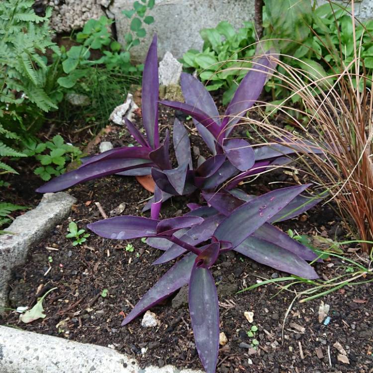 plant image 1538754 plant image 1538754