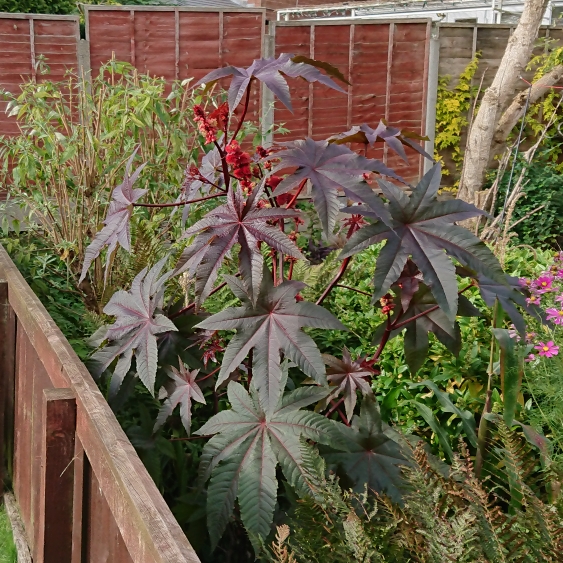 plant image 1538756 plant image 1538756