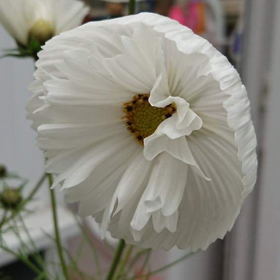 plant image 1540191 plant image 1540191