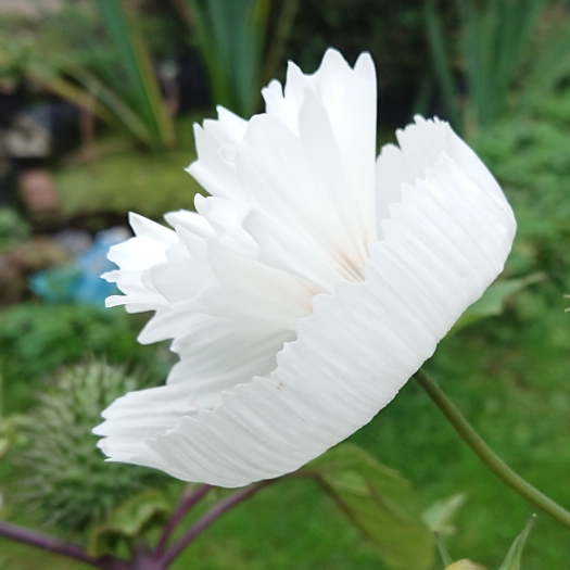 Plant image Cosmos Bipinnatus 'Cupcake'